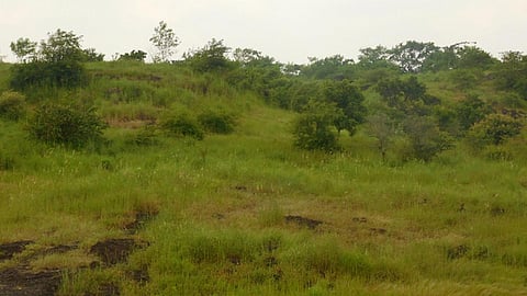 पहाड़ पर लौटी हरियाली