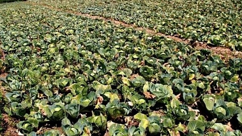 बिक्री और किमतों में कमी आने से खराब हो रही हैं सब्जी की फसलें