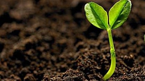 सूक्ष्म जीवों से मृदा सुधार