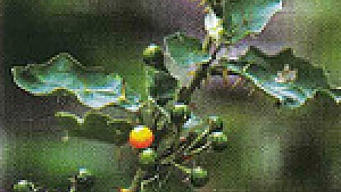 Solanum xanthocarpum