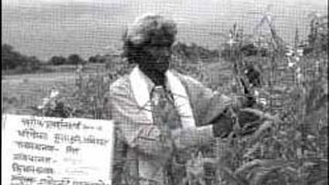 सूखे में तिल की खेती