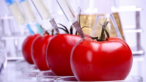 टके सेर टमाटर