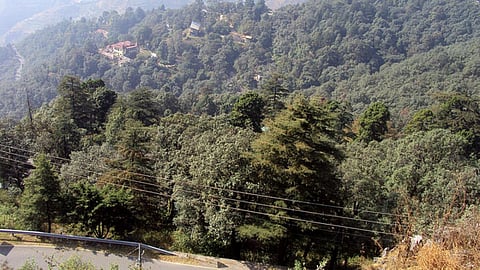 उत्तराखण्ड का जंगल