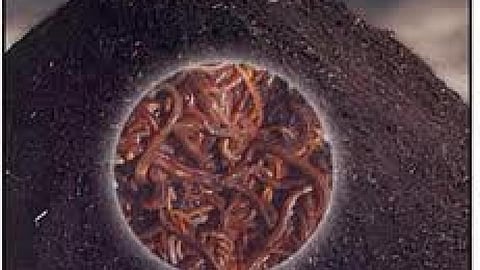 कृमि खाद