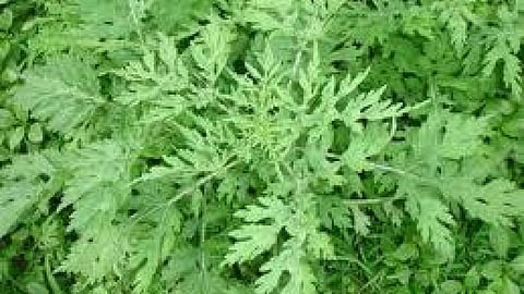 गाजर घासः भारत में फैलता जाल (Parthenium Hysterophorus Spreading in India)