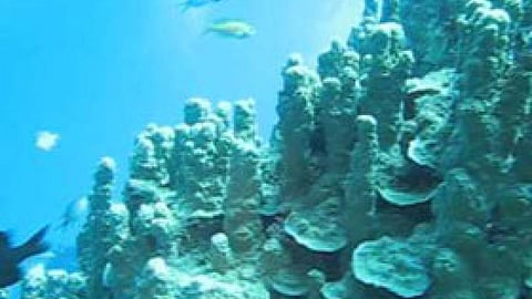 कहीं समाप्त न हो जाएं समुद्र में रहने वाले कोरल रीफ
