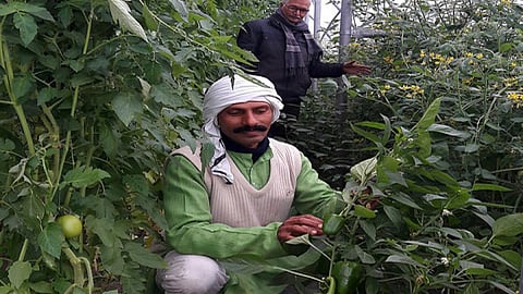 agriculture