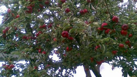 पत्तियों के पीछे पहाड़ थे