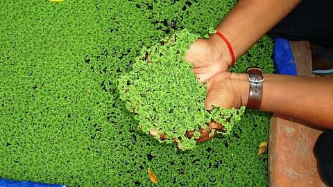 पशुओं का उत्तम आहार है अजोला