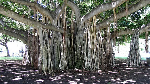 बरगद का पेड़