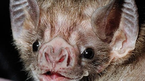 पिशाच चमगादड़ की अनोखी बनावट