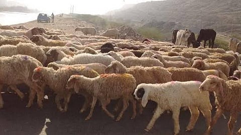 पहाड़ों में घट रहा है भेड़ पालन