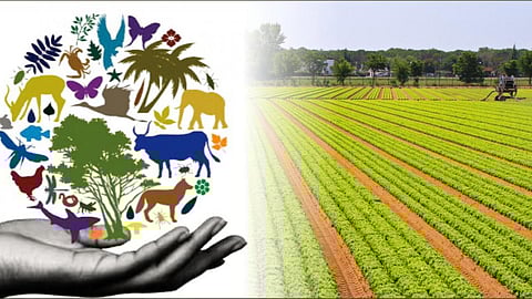 कैसे होगा जैव विविधता का विकास और संरक्षण ?