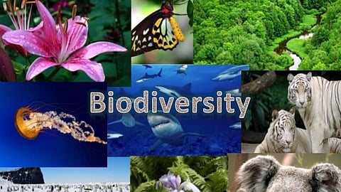 रिसर्च : जैव विविधता पर संकट