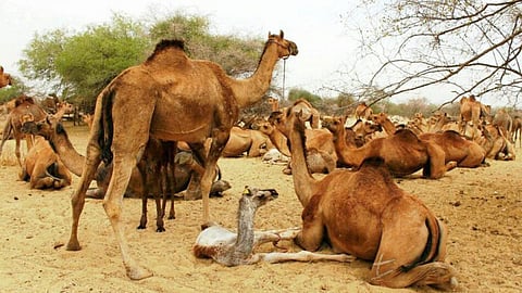 ऊँट पालन व्यवसाय के लिए कुशल प्रशिक्षण व बेहतर प्रबंधन जरुरी