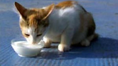 दूध पीती हुई बिल्ली