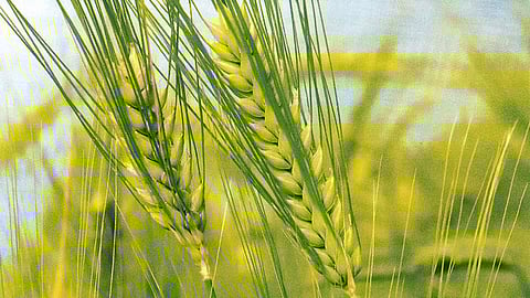 जलवायु परिवर्तन से फल एवं अनाज हो रहे हैं बेस्वाद