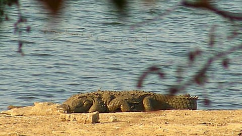 मगरमच्छ