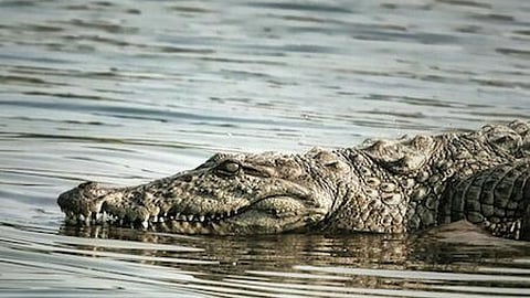 इटावा में यमुना नदी अब साफ मानी जा रही है।