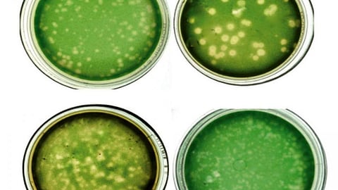 पृथक किए गए चार साइनोफेज वायरस