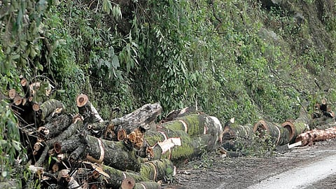 चमोली-कर्णप्रयाग हाईवे पर विकास की बलि चढ़ते पेड़