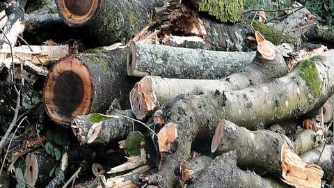 बड़े पेड़ काटकर पौधे लगाने की कवायद