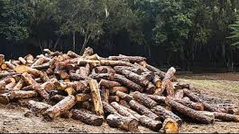 deforestation