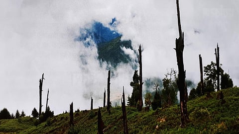 वनोन्मूलन