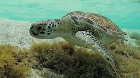 समुद्र के गर्म होने से कछुओं पर संकट