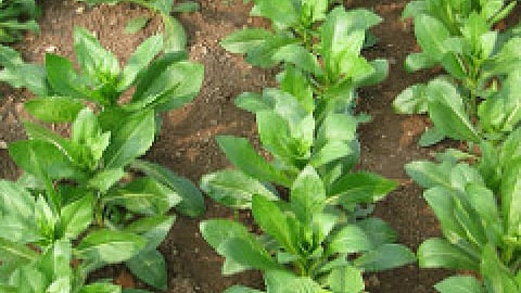 औषधीय पौधे