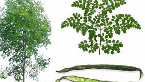 सुरजना, सैजन, सहजन की फली (ड्रमस्टिक)