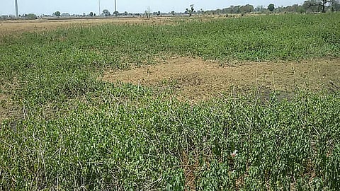 तालाबों को सहेजने में जुटीं औरतें