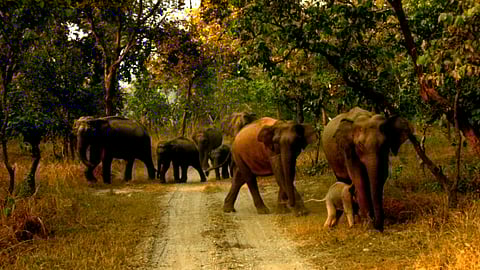 राजाजी टाइगर रिजर्व: हिमालय की तलहटी में एक अद्वितीय जैव विविधता का भंडार
