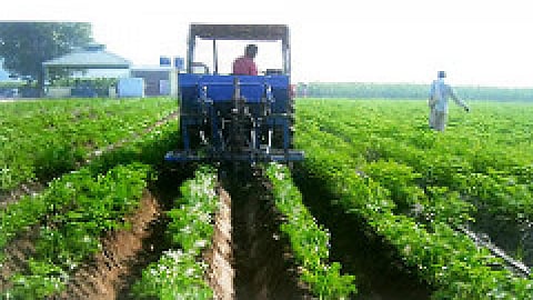 employment in agriculture