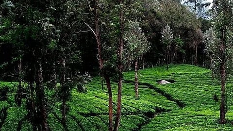 भारत में पर्यावरणीय पर्यटन