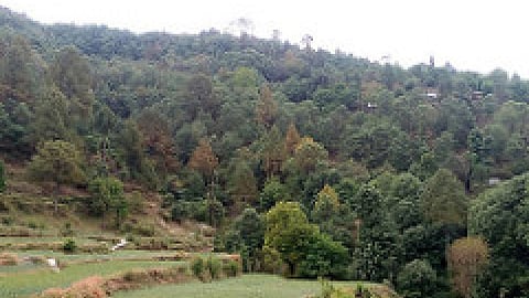 उत्तराखण्ड के जंगल