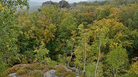 यूरोप की मुसीबत बनते जंगल