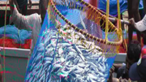 मछली पालन