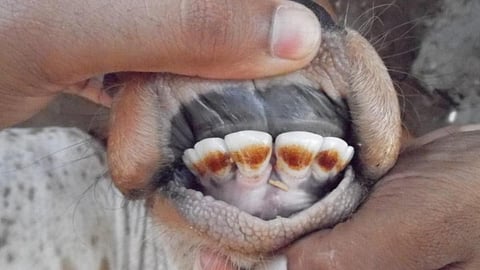 गाय-भैंस के बछड़ों में भूजल से फ्लोरोसिस