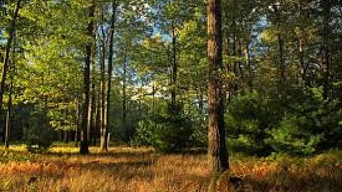forest