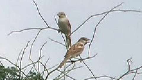 गौरैया चिड़िया पर अब लुप्त होने का संकट मंडरा रहा है