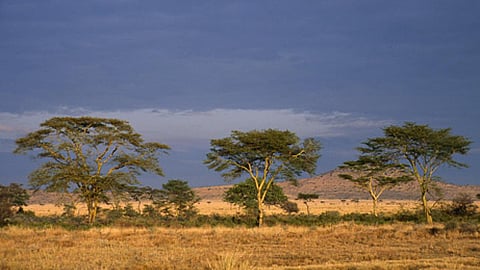 अफ्रीका का "द ग्रेट ग्रीन वाल"