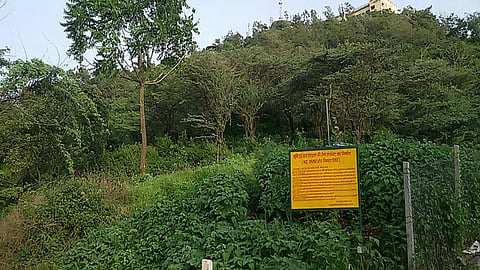 मन्दिर के चारों तरफ छाई हरियाली