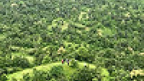 जंगल का रूप लेते हाथीपावा के पौधे