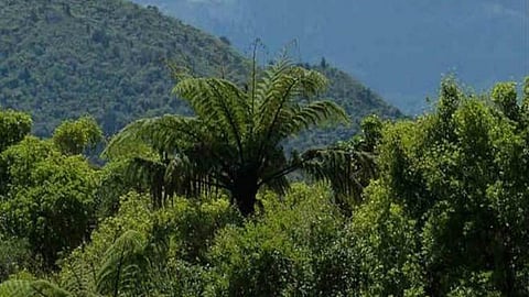 हमारी वन संपदा