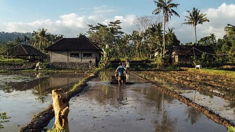 कृषिजल प्रबंधन