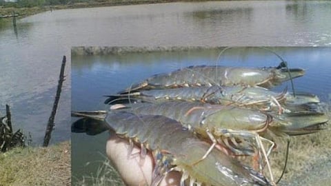 प्रो. शांतिलाल चौबीसा, प्राणीशास्त्री एवं लेखक