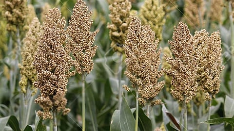 मोटे अनाज के बड़े फायदे