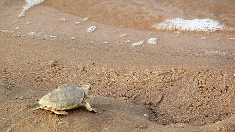 चंबल सेंचुरी में दुर्लभ प्रजाति के कछुए।