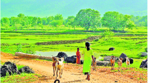 कैसे धान का कटोरा बन गया कालाहांडी
